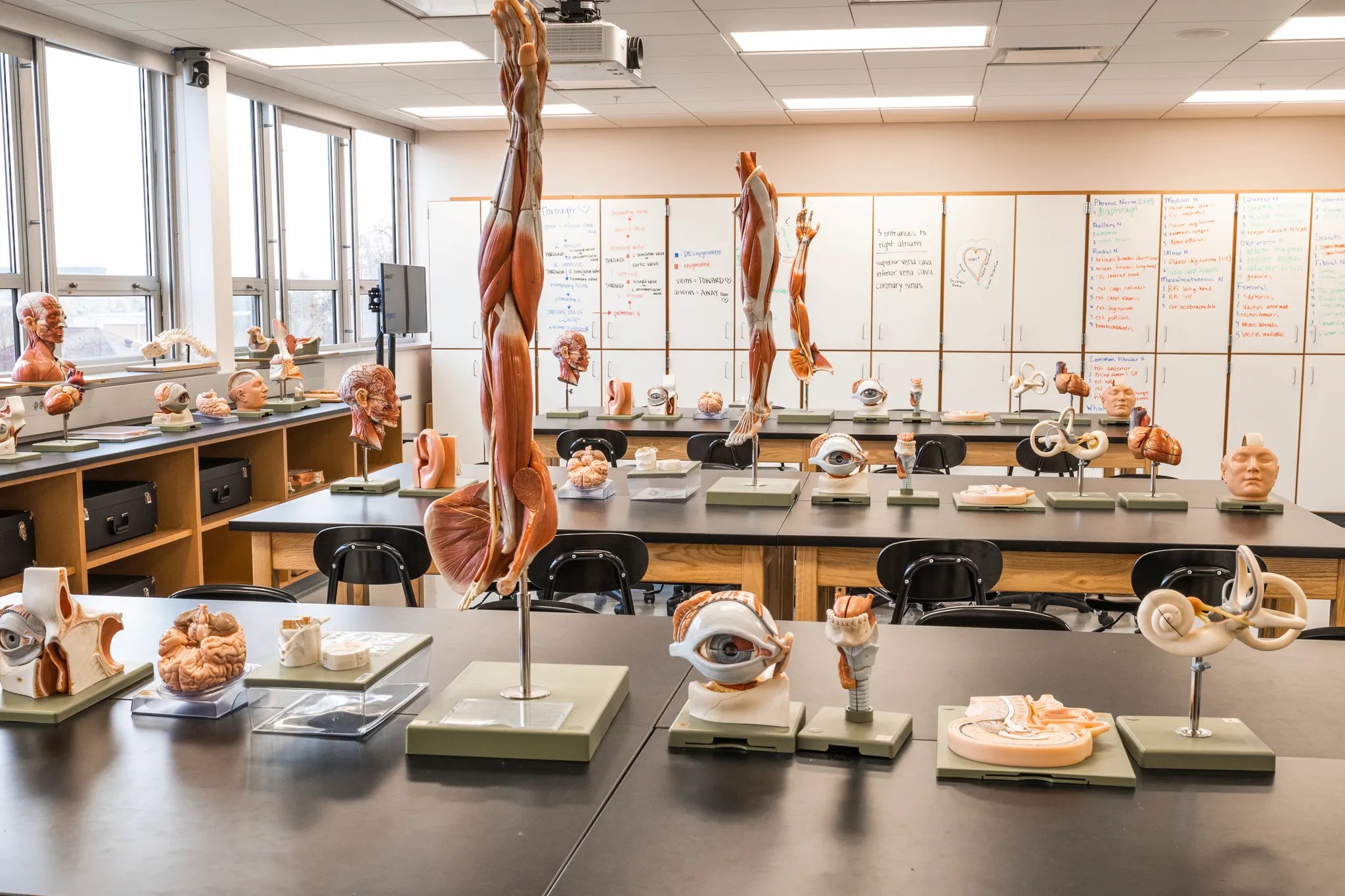 Anatomy Lab